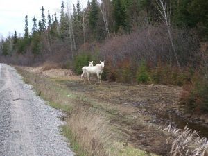 albino moose on the road