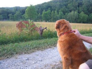 pet dog looking at moose